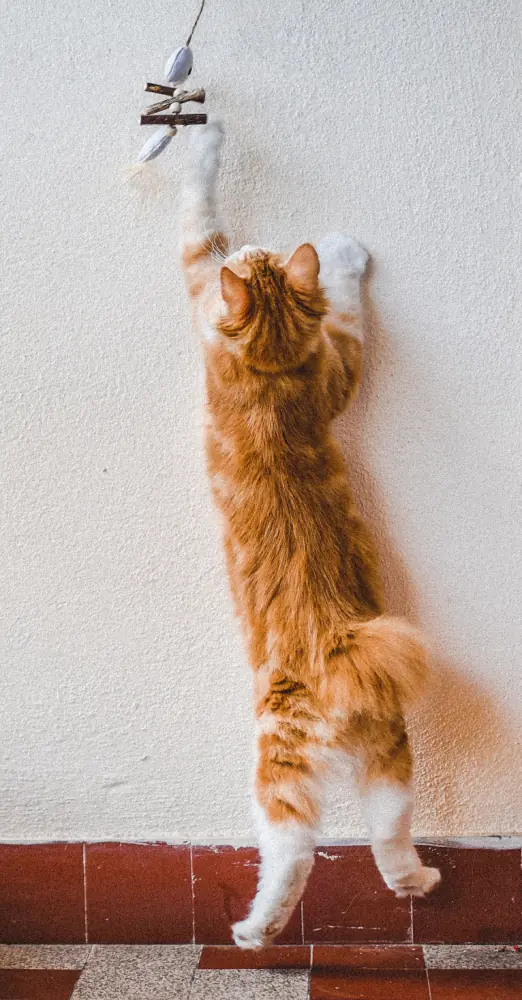 Vixen sautant contre un mur blanc pour attraper un jouet